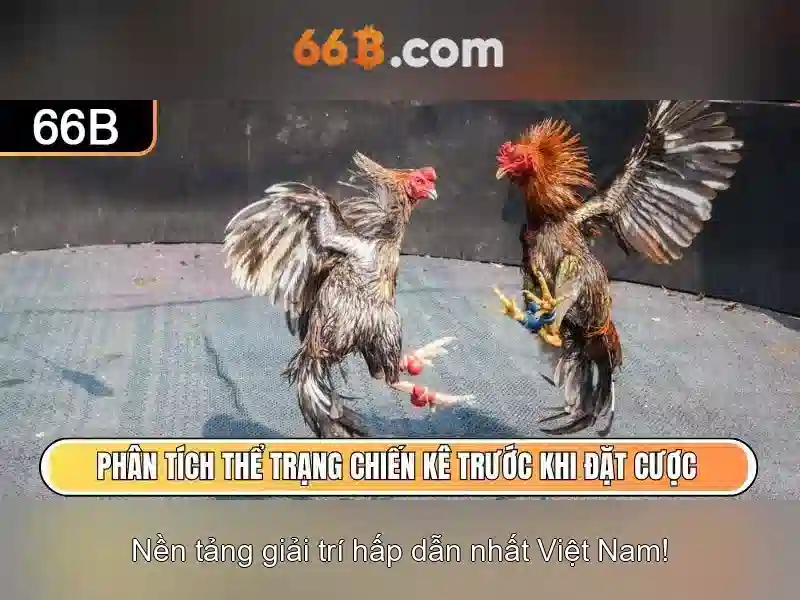 66B la gi?