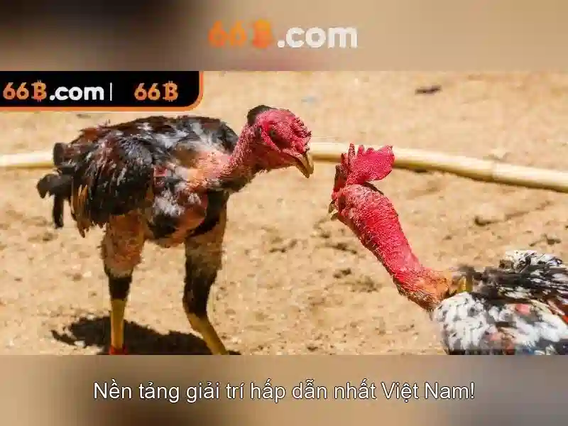 Đặc điểm nổi bật của 66b