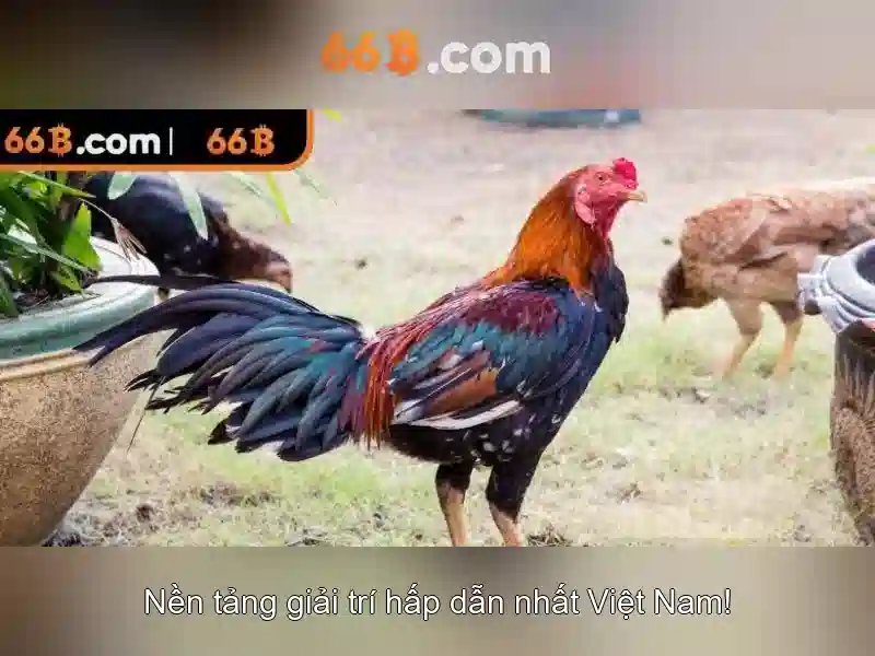 66B la gi?